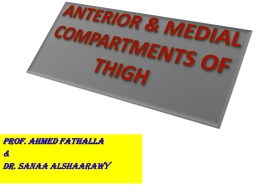 19- Anterior & medial compartments of thigh.ppt
