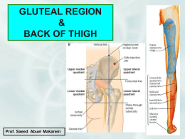 17-GLUTEAL REGION & bACK OF THE THIGH.ppt
