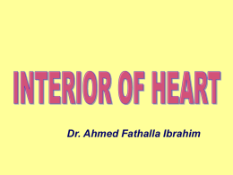 17-INTERIOR F HEART.ppt