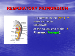 05-respiratory system.ppt