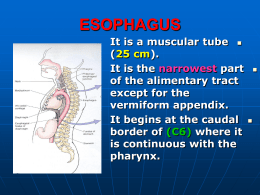 24 - oesophagus, stomach and spleen.ppt