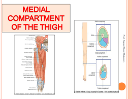 18-Medial side of thigh.ppt