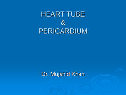 11-Heart_Tube_&_Pericardium.ppt