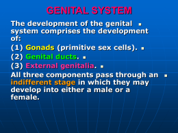 07. male genital s..ppt