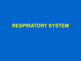 01-RESPIRATORY SYSTEM.ppt