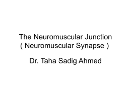 07-MN_Neuromuscular Junction.ppt