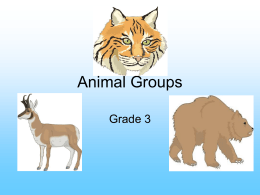 AnimalGroups (1).ppt