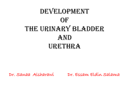 2-2016 urethra_ur_bladder2[1].ppt