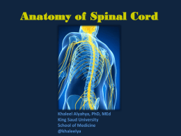 2-Anatomy of the Spinal Cord.ppt