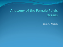 01_Anatomy of the female genital organ[1][2]-2.ppt