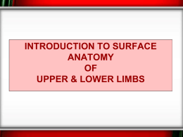 23-Surface Anatomy of upper and lower limbs.ppt