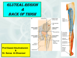 16-GLUTEAL REGION AND BACK OF THIGH.ppt