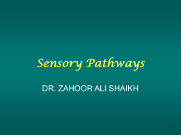 03.Lect-2 Sensory system-PSL-132-Dr.Zahoor.ppt