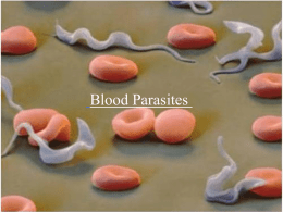 Blood parasites.ppt