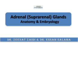 Lecture 3- Adrenal Gland 2014.ppt