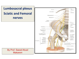 07 sacral plexus femoral and sciatic nerves.ppt