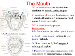 19. oral cavity+pharynx.ppt