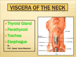 16- Thyroid Gland.TRACHEA& ESOPHAGUS.ppt