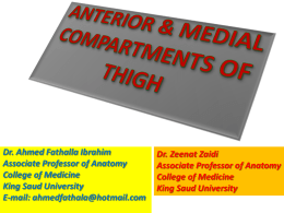 19 Anterior & medial compartments of thigh.2011pptx.pptx
