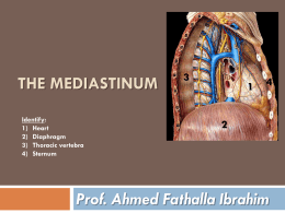 Lecture 6 - The mediastinum.ppt