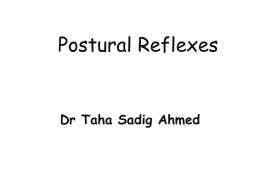 L19- Postural Reflexes.pptx