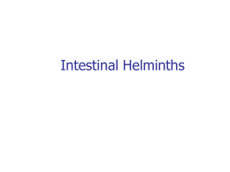 L4- Intestinal helminths-git2014 (2).ppt