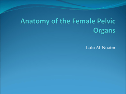 01 Anatomy of the female genital organ[1][2]-2.ppt