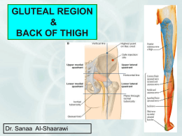 L15-Gluteal Region+Back of Thigh -2013.ppt