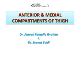 L17-Anterior & medial compartments of thigh.2013.ppt