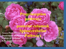Lecture 21,22- Proprioception pathways 2013.ppt