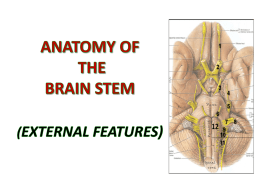 L6- Brain stem-External features.ppt