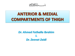 Lecture 15- Anterior & medial compartments of thigh.pptx