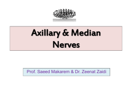 Lecture 8- Axillary & Median Nerves.ppt