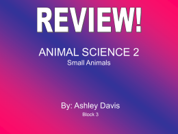 Small Animal Review by AD