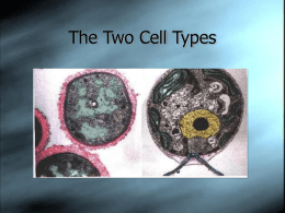 A10-Cell Types