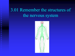 3.01_Remember_the_structures_of_the_nervous_system