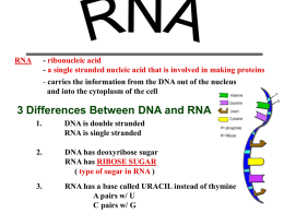 http://iss.schoolwires.com/cms/lib4/NC01000579/Centricity/Domain/3458/_files/RNA_Notes.ppt