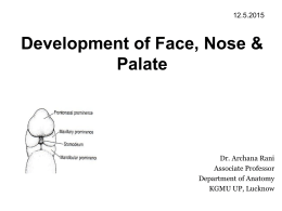 Development of Face & Palate [PDF]