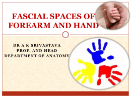 Fascial Spaces of Forearm And Hand 2 [PPT]