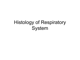 Histology of Respiratory System [PPT]