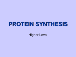 hl protein synthesis