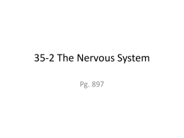 35-2 The Nervous System