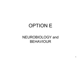 OPTION E