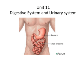 1 ppt Digestive system