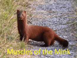 Mink Muscle Practice Test