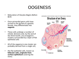 Oogenesis slides
