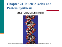 3. DNA Double Helix