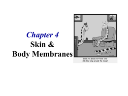 Ch 4 Integumentary.ppt