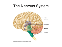 The Nervous System.ppt