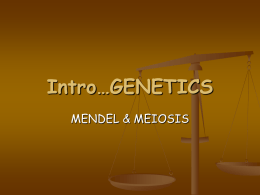 Mendelian Genetics ppt
